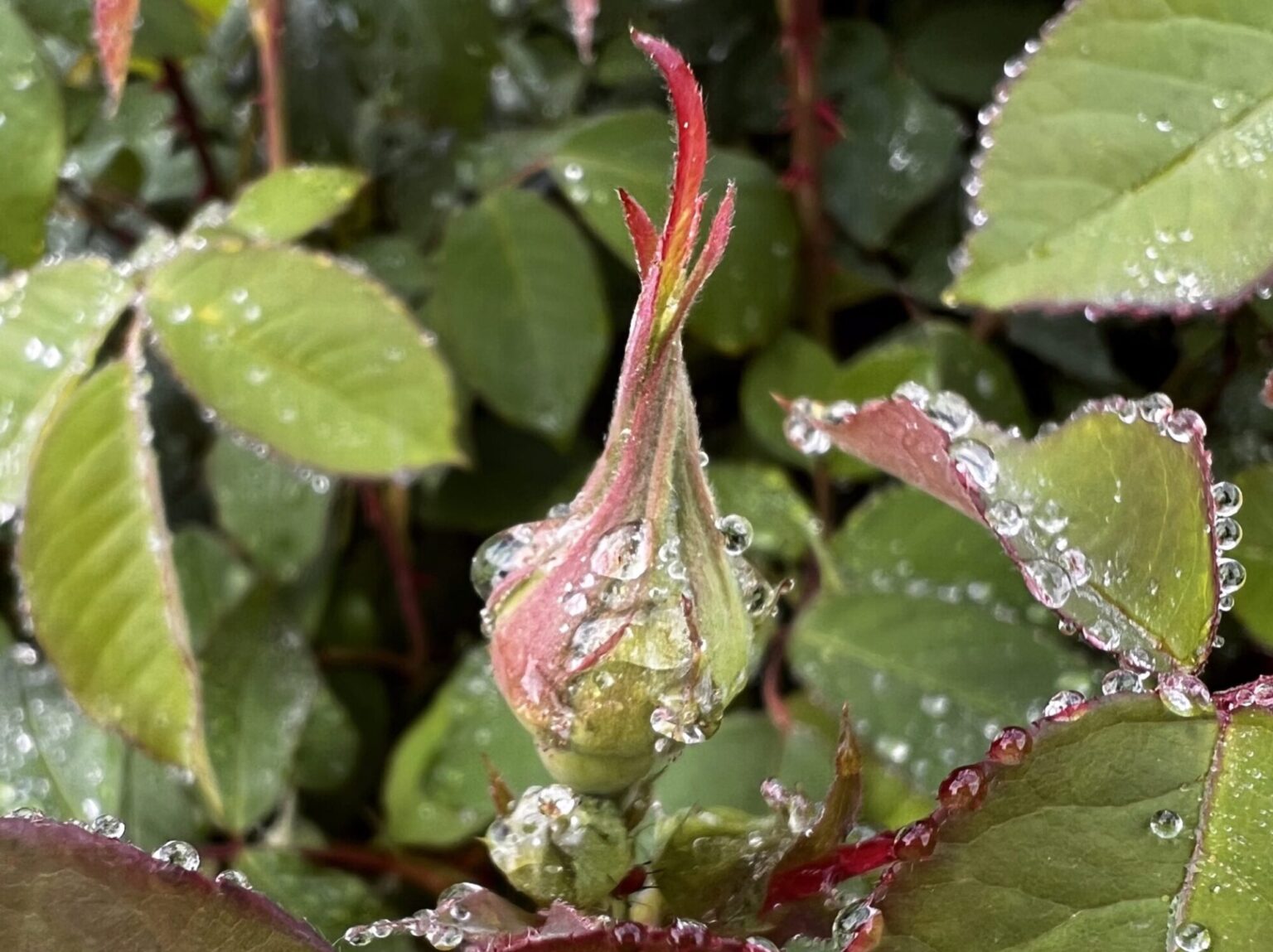 Poncella de rosa coberta de gotes de pluja, entre fulles verdes, fotografiada de molt a prop.
